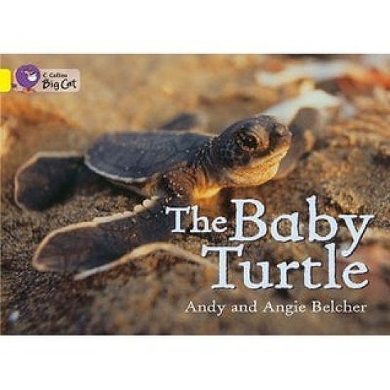 The Baby Turtle