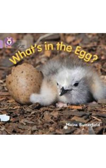 What’s in the Egg?