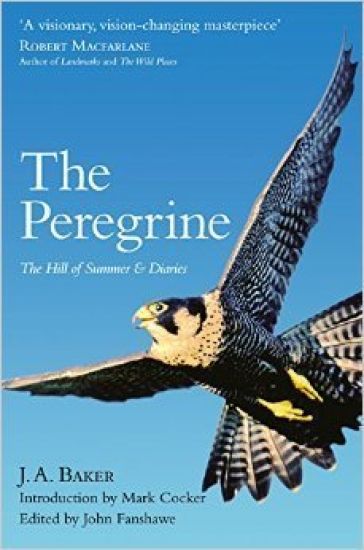 Peregrine