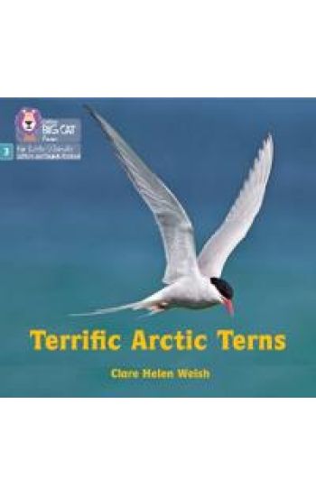 Terrific Arctic Terns