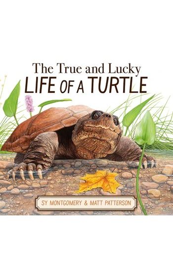 The True and Lucky Life of a Turtle