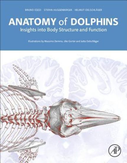 Anatomy of Dolphins