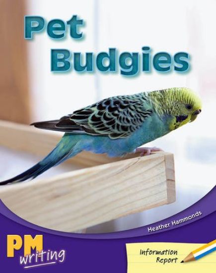 Pet Budgies