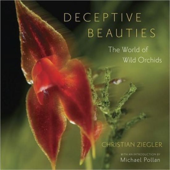 Deceptive Beauties