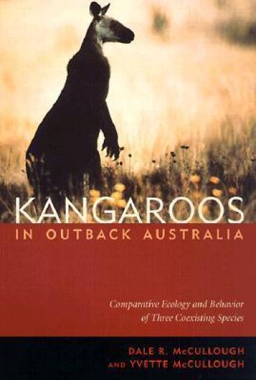 Kangaroos in Outback Australia