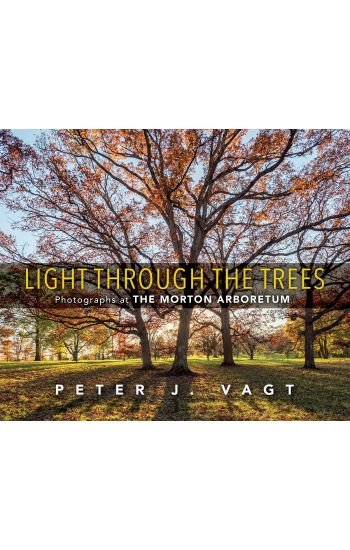 Light Through the Trees