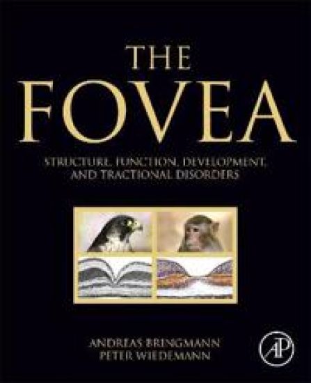 The Fovea