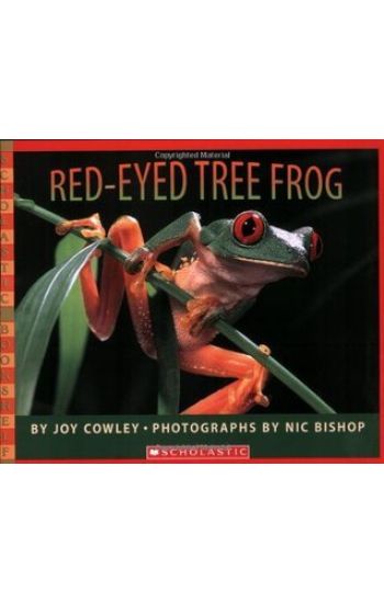 Red-Eyed Tree Frog