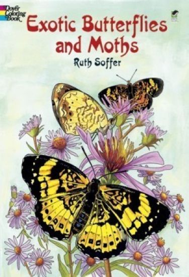Exotic Butterflies and Moths Cb