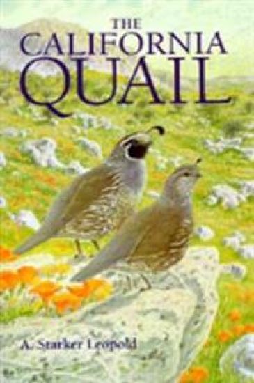 The California Quail