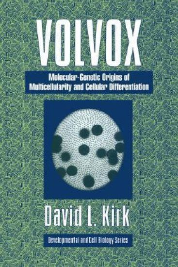 Volvox