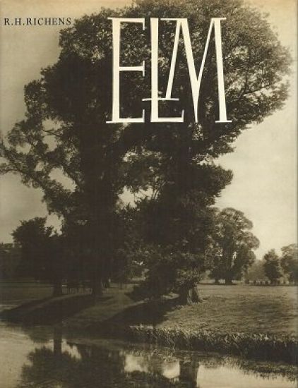 Elm