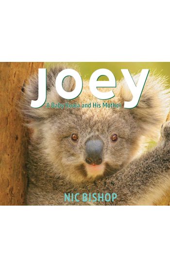Joey: A Baby Koala and His Mother