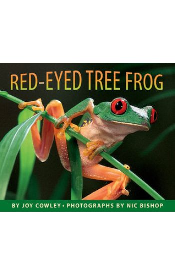 Red-Eyed Tree Frog