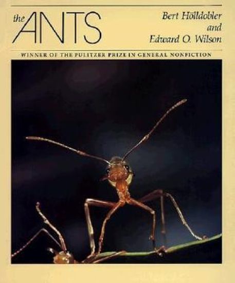 Kansikuva: The Ants