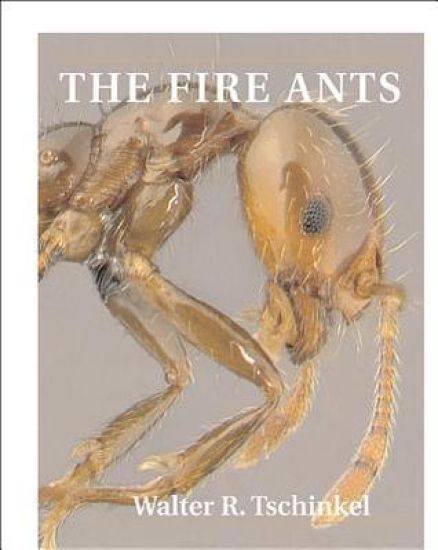 The Fire Ants