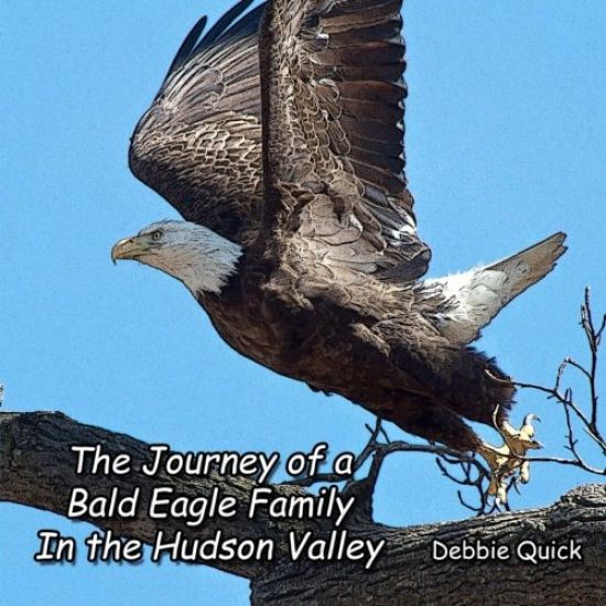 The Journey of a Bald Eagle Family