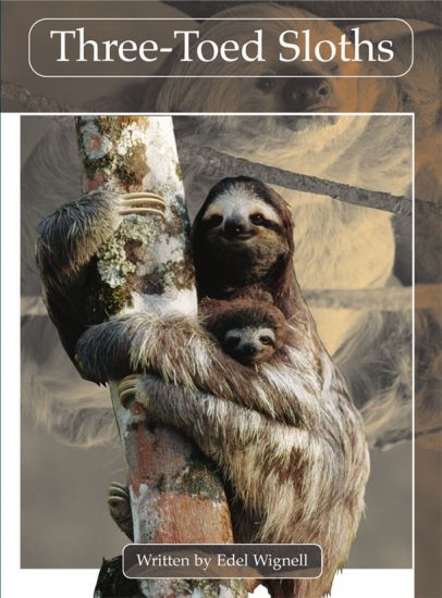 Springboard Lvl 29F: Three-Toed Sloths