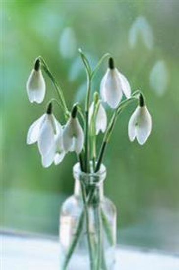 Memo Block Snowdrop