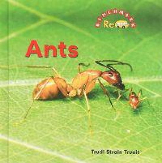 Ants