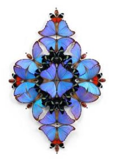 Christopher Marley Sinfonietta Boxed Small Notecards