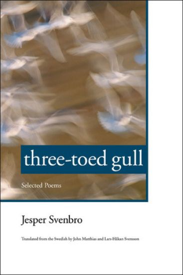 Three-toed Gull