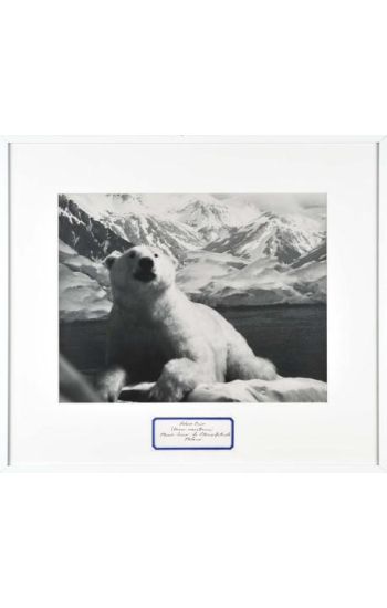 Mark Dion: Theatre of the Natural World