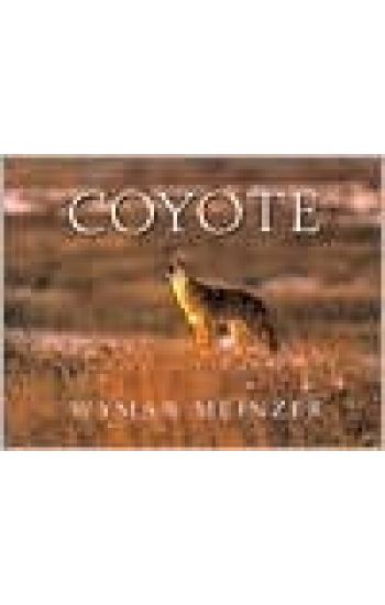 Coyote