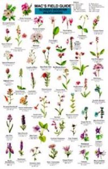 Mac's Field Guides: Rocky Mountain Wildflowers
