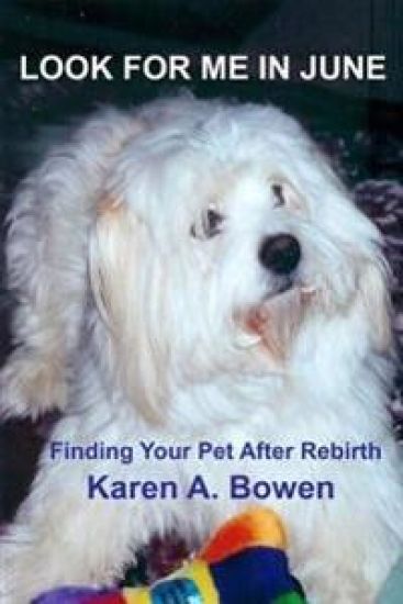 Look For Me in June: Finding Your Pet After Rebirth