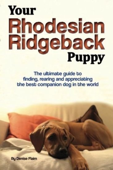 Your Rhodesian Ridgeback Puppy
