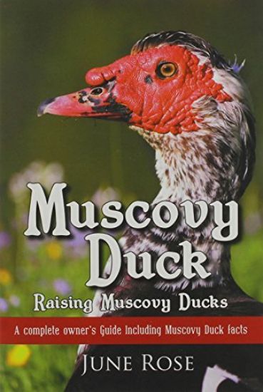 Muscovy Duck