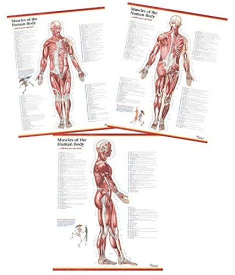 Trail Guide to the Body's Muscles of the Human Body Posters: Set of 3