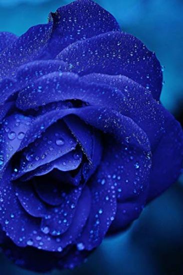 Rose: A Rose Is a Woody Perennial Flowering Plant of the Genus Rosa, in the Family Rosaceae, or the Flower It Bears. There A