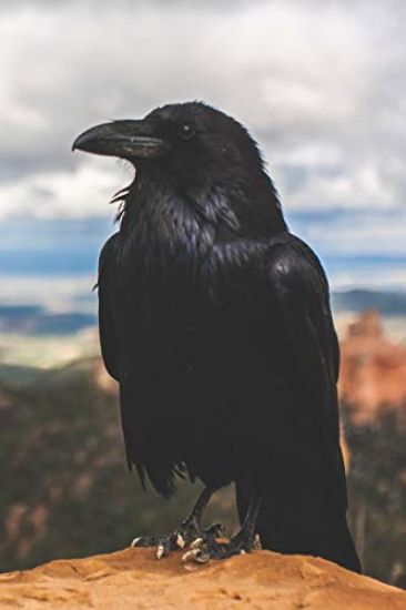 The Teen Witch's Diary: My First Book of Shadows