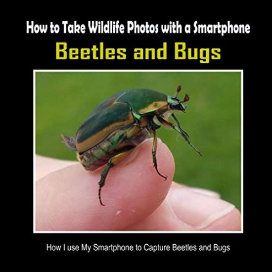 Beetles and Bugs