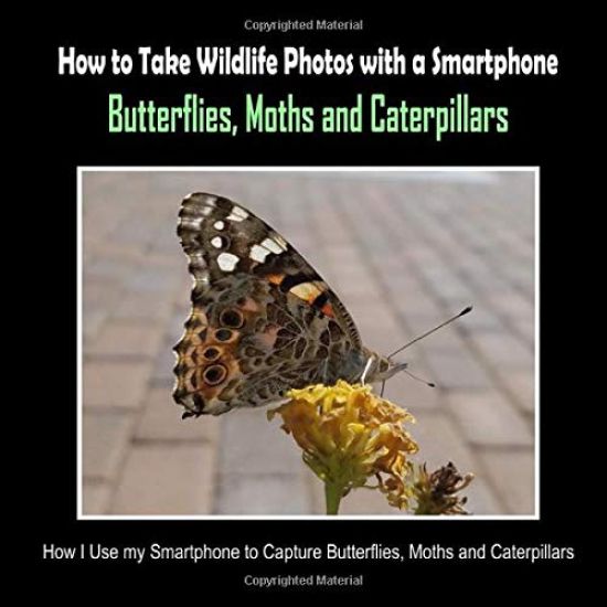 Butterflies, Moths and Caterpillars