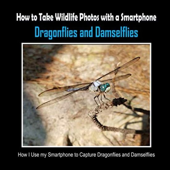 Dragonflies and Damselflies