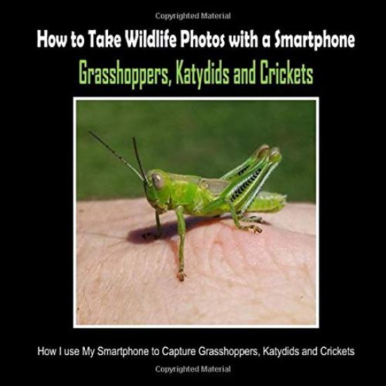 Grasshoppers, Katydids and Crickets
