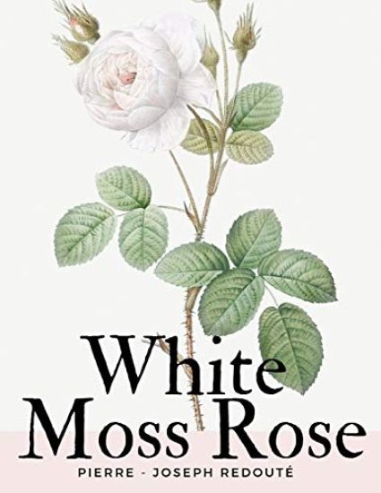 White Moss Rose