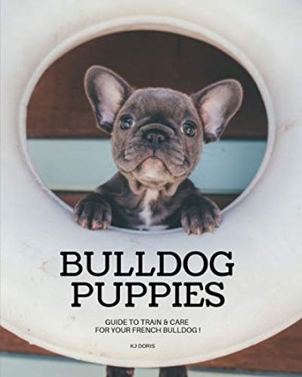 Bulldog Puppies: Guide to train & care for your french bulldog