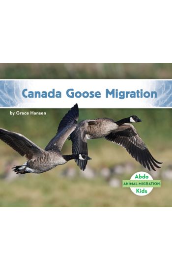 Canada Goose Migration