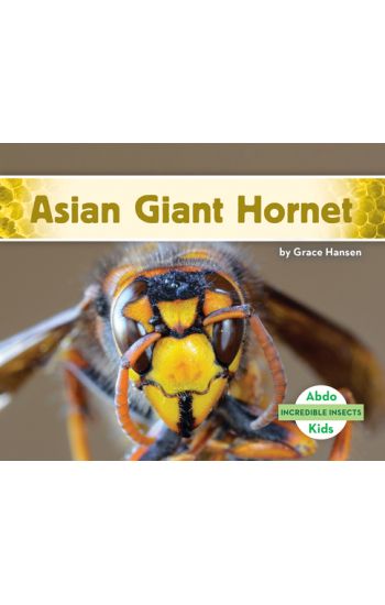 Asian Giant Hornet