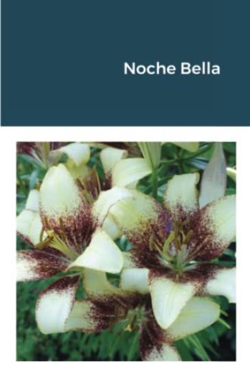 Noche Bella
