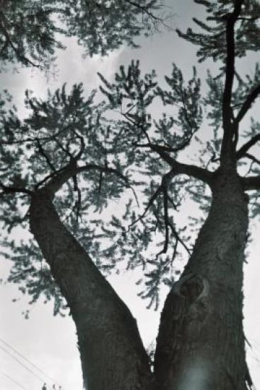 Alpine Poems: a Collection of Hudson Valley Poetry