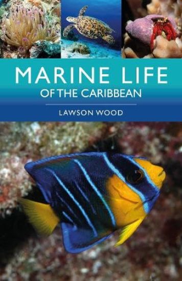 Marine Life of the Caribbean