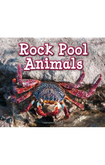 Rock Pool Animals
