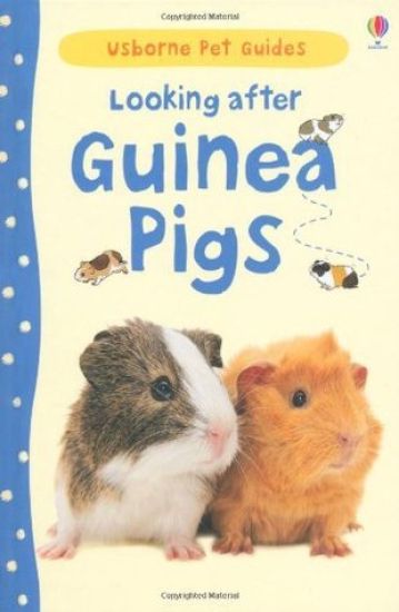 Looking after Guinea Pigs