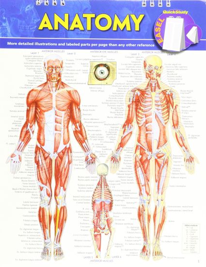 Anatomy Easel