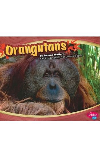 Asian Animals Orangutans